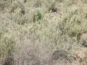 Sand paper bush (Mortonia)(Mortonia)