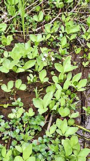 Bogbean (Menyanthes)(Menyanthes)