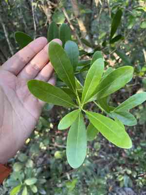 Wild cinnamon (Canella)(Canella)