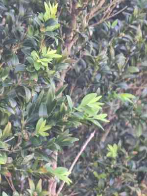Bodinier's boxwood(Buxus bodinieri)