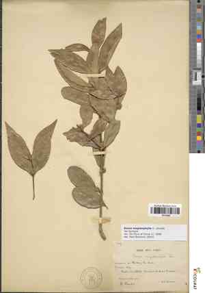 Boxwood(Buxus megistophylla)