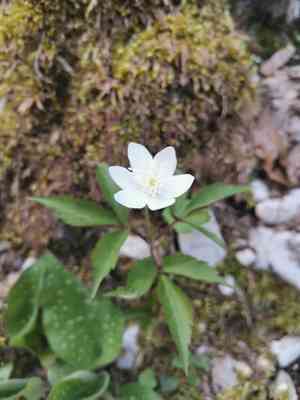 Three-leaved windflower(Anemone trifolia)