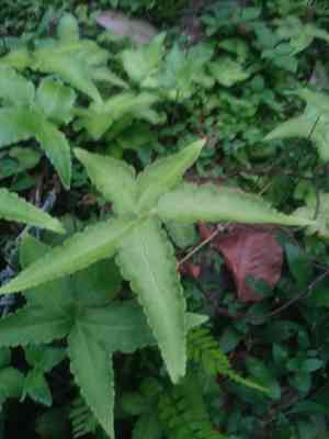 Hemionitis (Hemionitis)(Hemionitis)