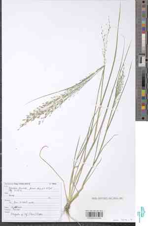 Teff(Eragrostis tef)