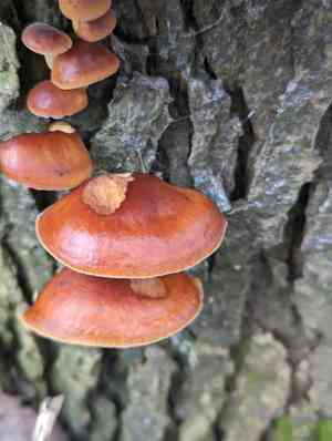 Enoki(Flammulina velutipes)
