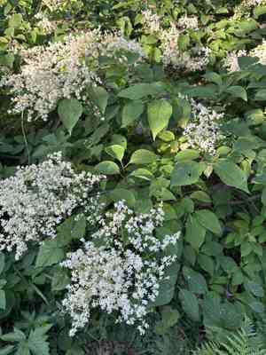 Syringa reticulata subsp. amurensis(Syringa reticulata subsp. amurensis)