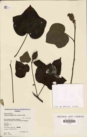 Common mallow(Thespesia lampas)