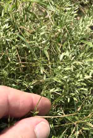 Eragrostis tephrosanthos(Eragrostis tephrosanthos)
