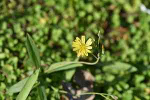 Yellow bristle-hair ixeris(Ixeris chinensis)