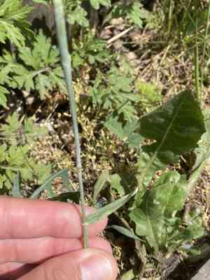 Mosquitograss (Dasypyrum)(Dasypyrum)