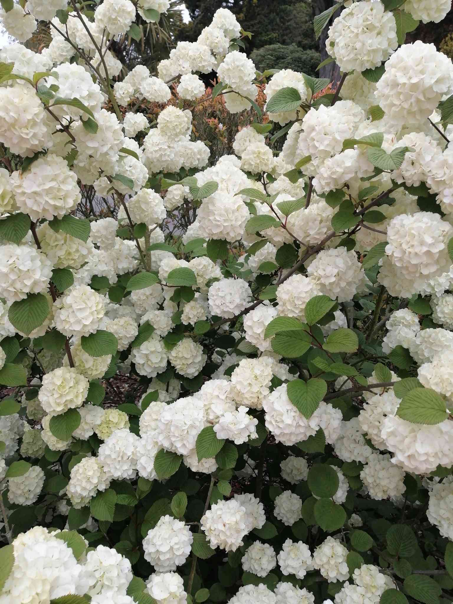Chinese snowball