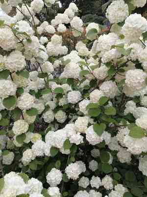 Chinese snowball(Viburnum macrocephalum)