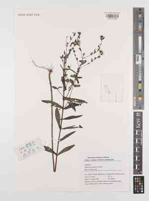 Goldencup St. John's wort(Hypericum patulum)