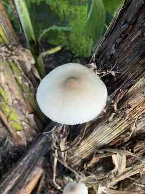 Paddy straw mushroom(Volvariella volvacea)