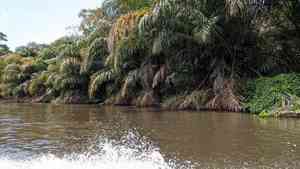 Raffia palms (Raphia)(Raphia)