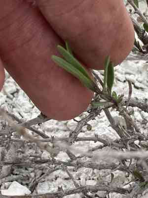 Hyssop (Hyssopus)(Hyssopus)