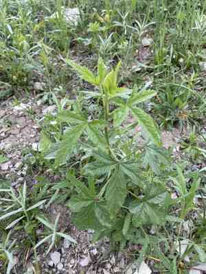 Marshmallows (Althaea)(Althaea)