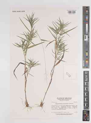 Woolly panic grass(Panicum acuminatum)