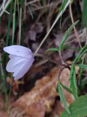 Three-leaved windflower(Anemone trifolia)