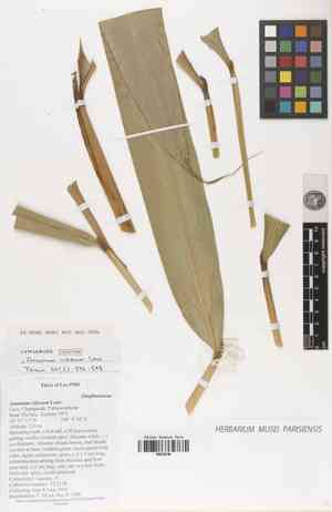 Tavoy cardamom(Amomum villosum)