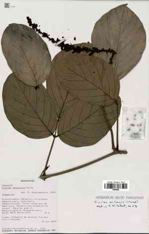 Wilson's clusterpea(Dioclea wilsonii)