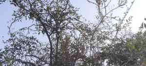 Cassias (Cassia)(Cassia)