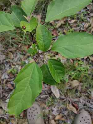 Glorybowers (Clerodendrum)(Clerodendrum)