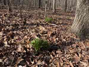 Camas (Amianthium)(Amianthium)