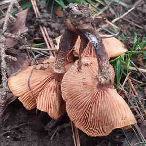 Pholiota nameko(Pholiota nameko)