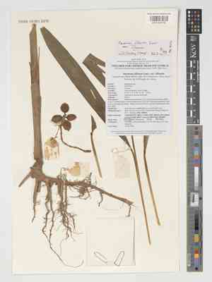 Tavoy cardamom(Amomum villosum)