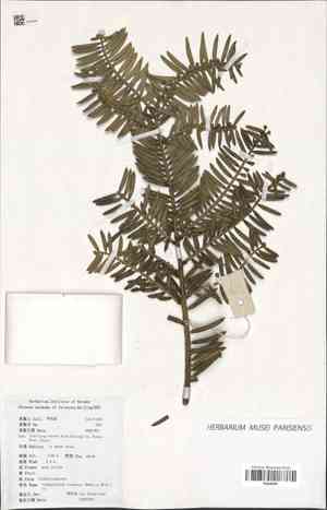 Chinese plum yew(Cephalotaxus sinensis)