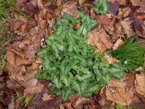 Alpine violet (Cyclamen)(Cyclamen)