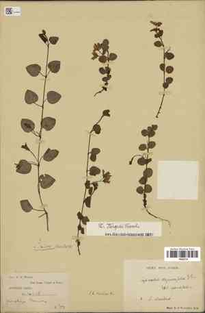 Garden loosestrife(Lysimachia christiniae)