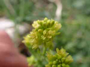 Musk weeds (Myagrum)(Myagrum)