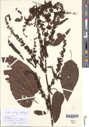 Sorrel(Rumex pratensis)