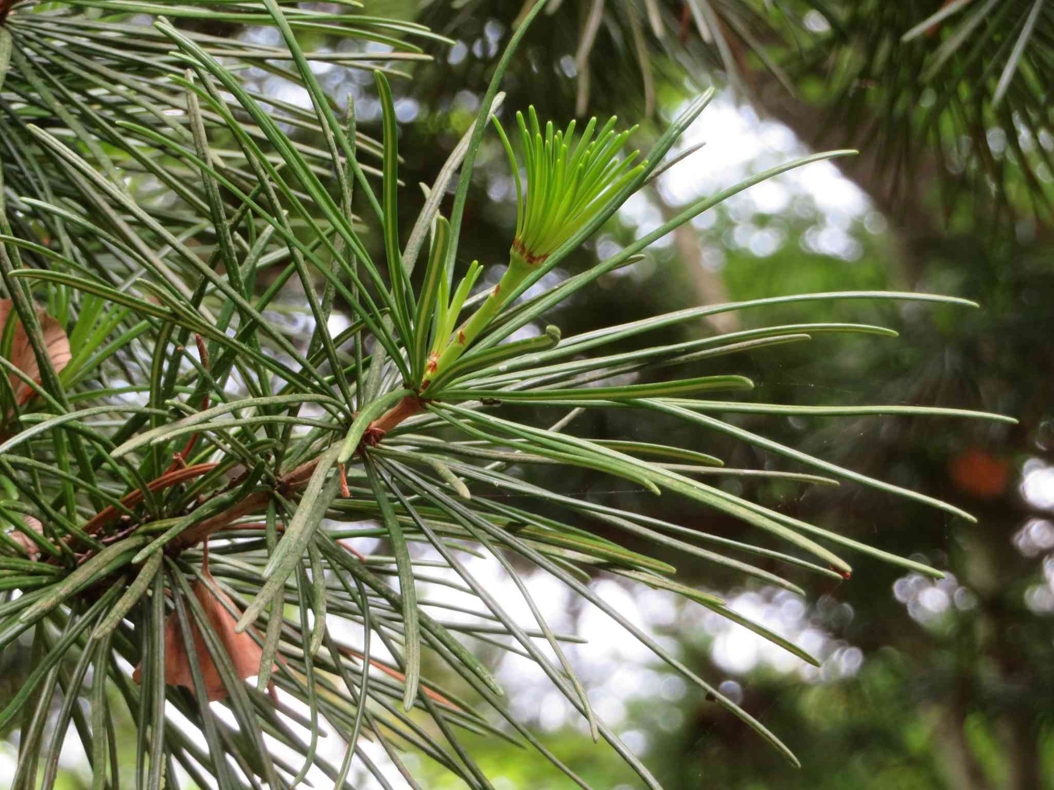 Japanese umbrella pine