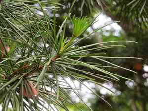 Japanese umbrella pine(Sciadopitys verticillata)
