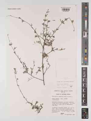 Otholobium candicans(Otholobium candicans)