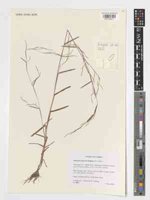 Serillo dulce(Schizachyrium brevifolium)