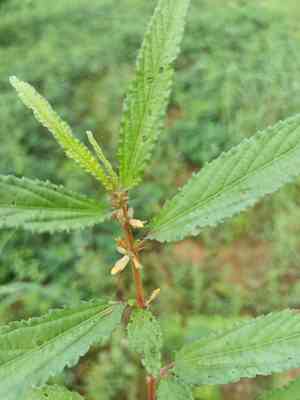 Corchorus (Corchorus)(Corchorus)