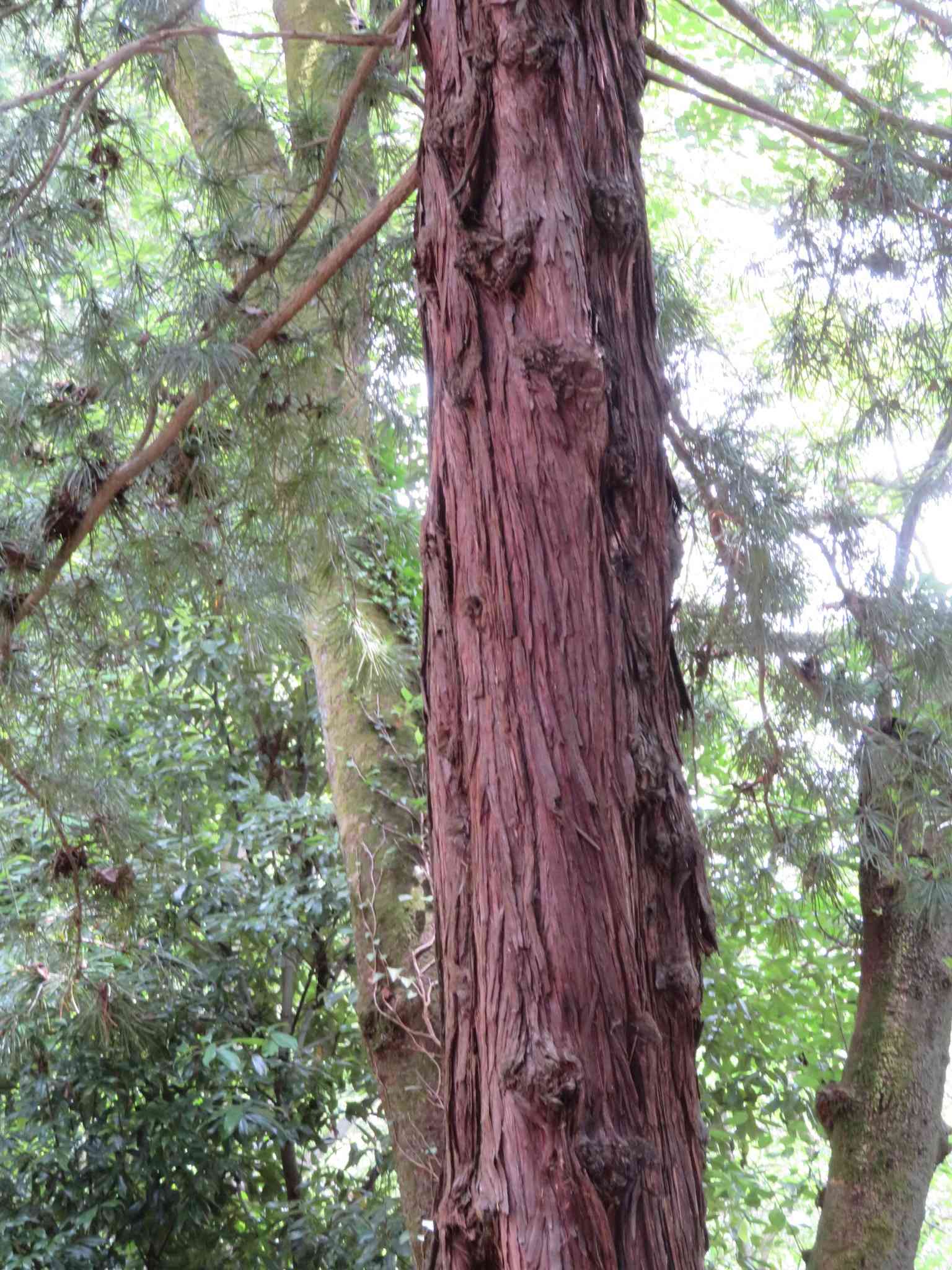 Japanese umbrella pine(Sciadopitys verticillata)