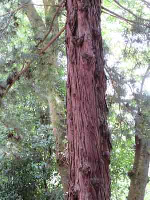 Japanese umbrella pine(Sciadopitys verticillata)