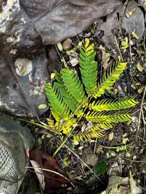 Falcataria (Falcataria)(Falcataria)