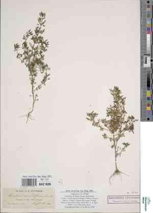 Obe-wan-conobea(Conobea multifida)