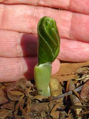 Mayapple (Podophyllum)(Podophyllum)