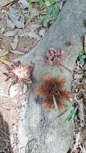 Sloanea(Sloanea sinensis)