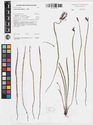 Actinostachys digitata(Actinostachys digitata)