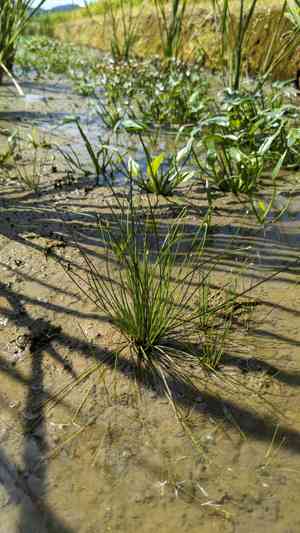 Spikerush(Eleocharis congesta)