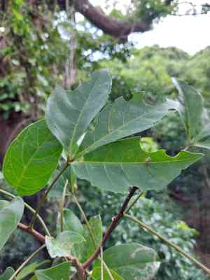 Crateva adansonii formosensis(Crateva formosensis)