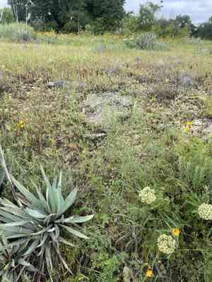 Narrowleaf indian breadroot(Psoralea linearifolia)